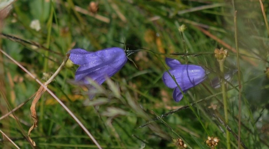 Campanula da ID